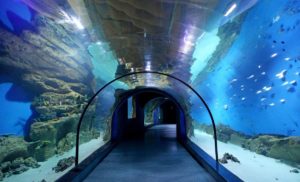 Москвариум скидка в день рождения