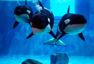 Москвариум скидка в день рождения